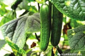 娱乐吃瓜酱不同人风向,揭秘明星们的风向之谜